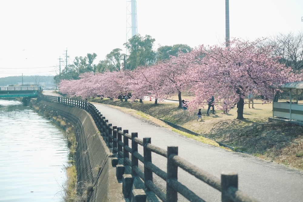 兵庫春季自駕一日遊：綾部山梅林・世界梅公園・赤穗河津櫻並木・坂越散策・姬路梅並木道86