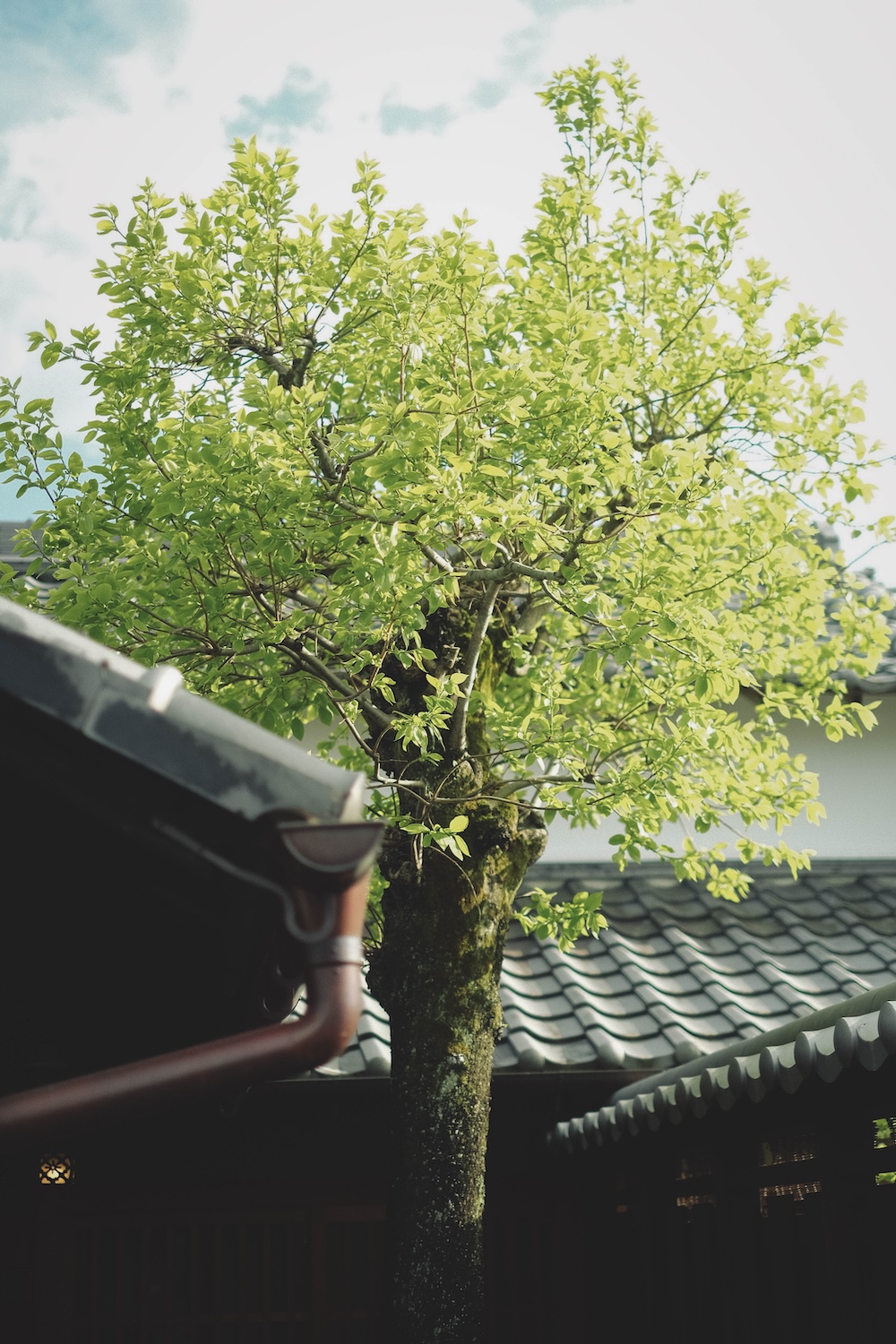奈良 明日香村 住宿 BRANCHERA VILLA ASUKA71