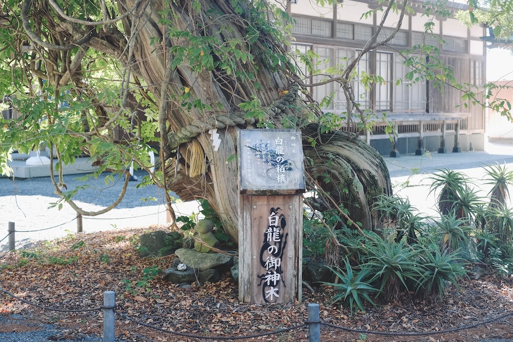 166藍寶石SAPHIR踴子列車 × 下田・南伊豆：2天1夜女子旅