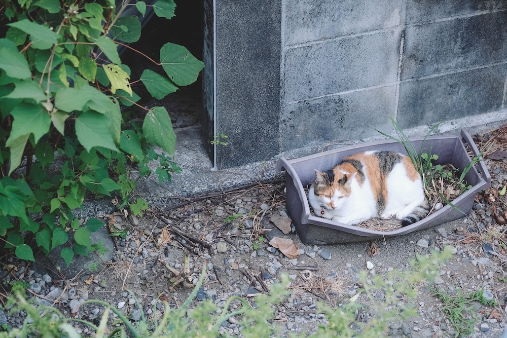 88藍寶石SAPHIR踴子列車 × 下田・南伊豆：2天1夜女子旅