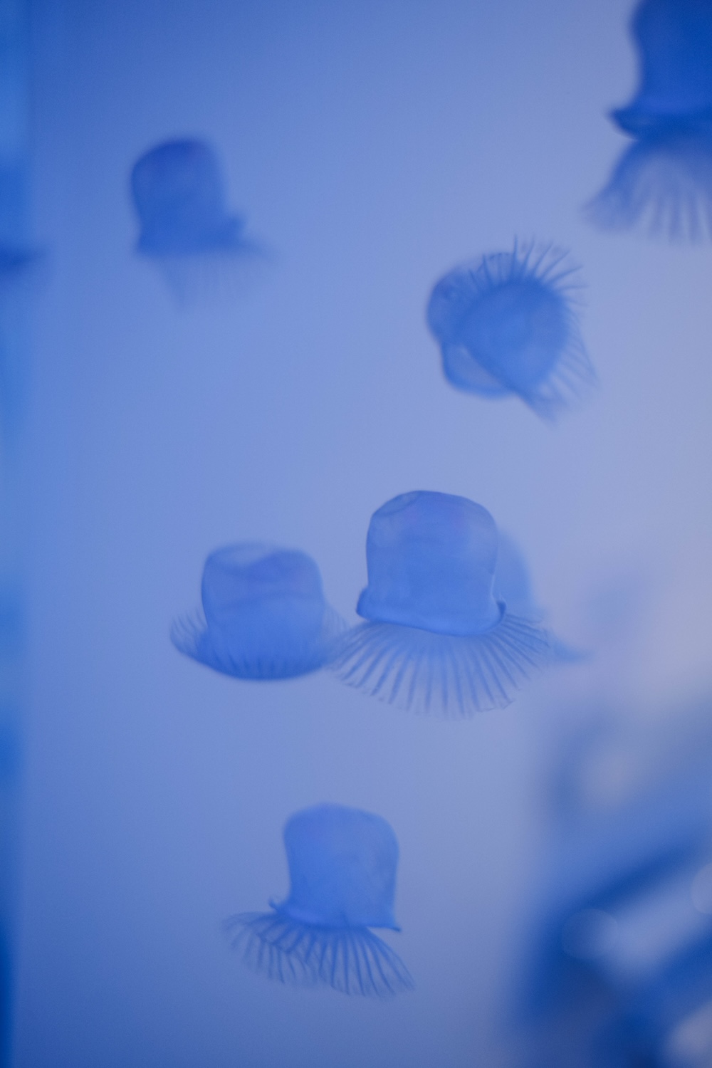 HOUSE清川屋：珍百景水族館廁所2