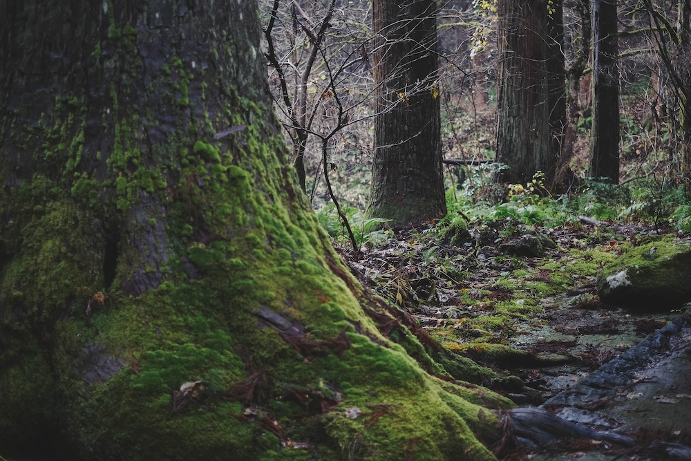 いでは文化記念館＋羽黑山五重塔＋大鳥居29