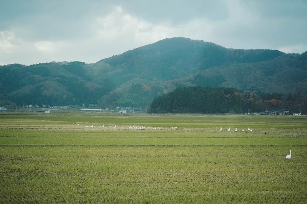 JR東日本觀光列車「海里號」｜新潟～山形2天1夜旅，東北鶴岡・庄內美食／景點／交通／伴手禮推薦
