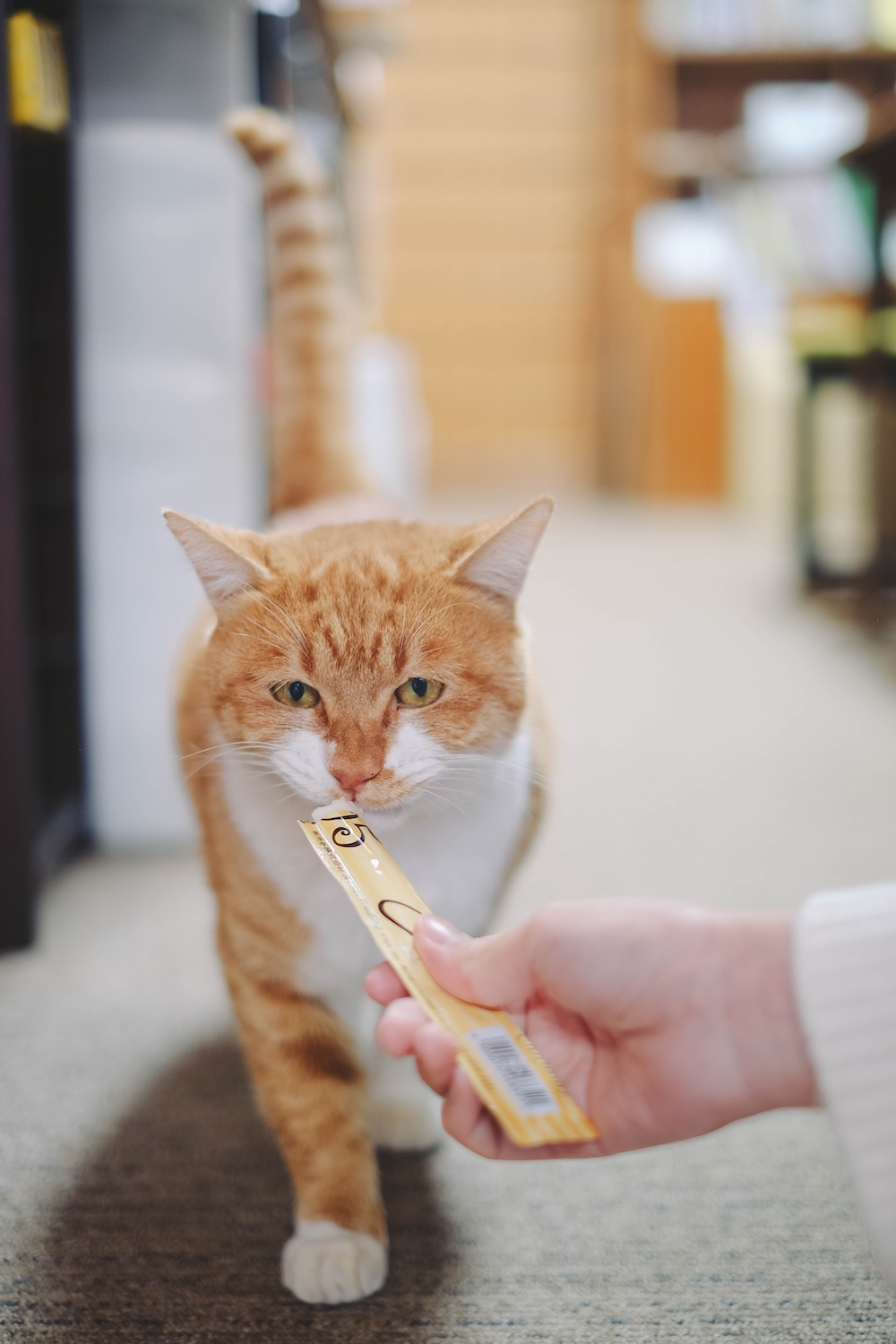 莊內神社：橘貓福丸君＆神社咖啡店「takabami」32