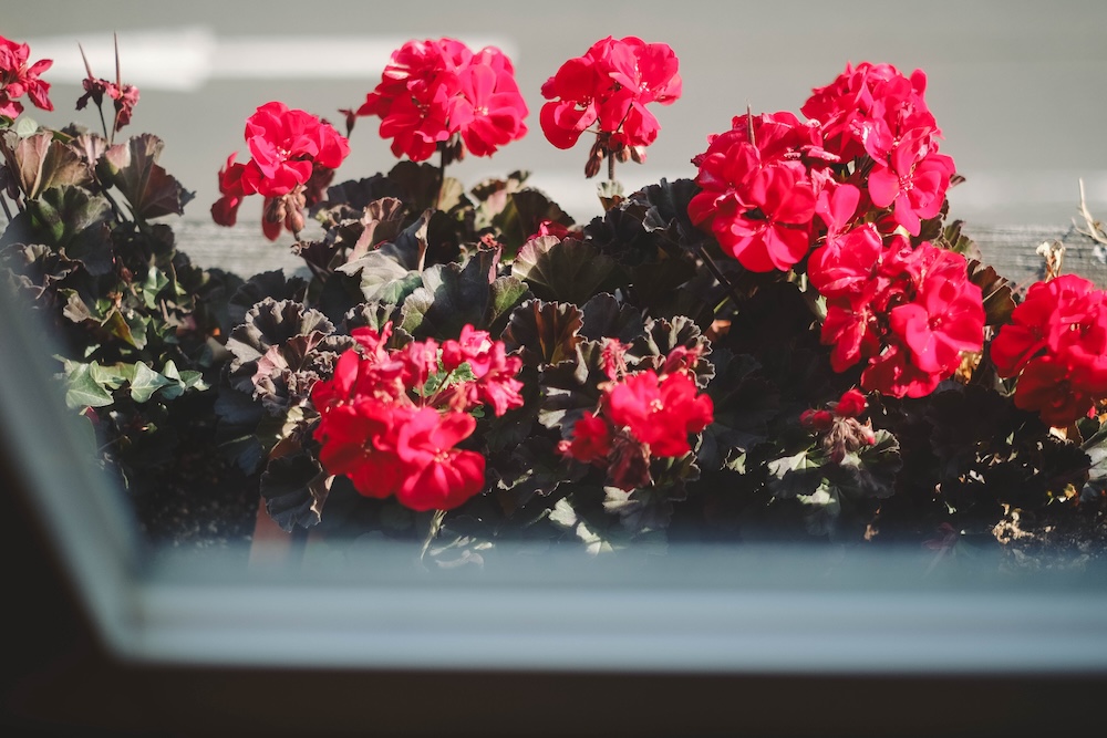 神戶 英國商人舊居亨特坂，西村咖啡本店13