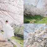 奈良 佐保川 櫻花