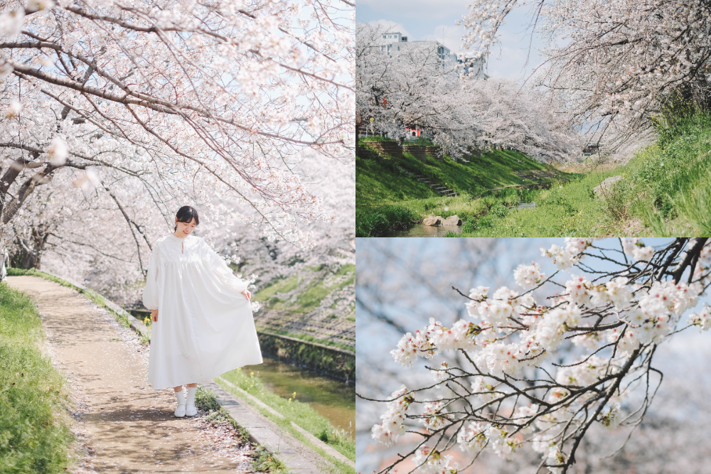 奈良 佐保川 櫻花