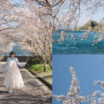 滋賀近江八幡・沖島｜春季琵琶湖櫻花絕景，承載石材繁榮記憶的小島
