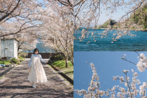 滋賀近江八幡・沖島｜春季琵琶湖櫻花絕景，承載石材繁榮記憶的小島