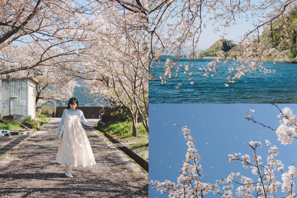 滋賀近江八幡・沖島｜春季琵琶湖櫻花絕景，承載石材繁榮記憶的小島
