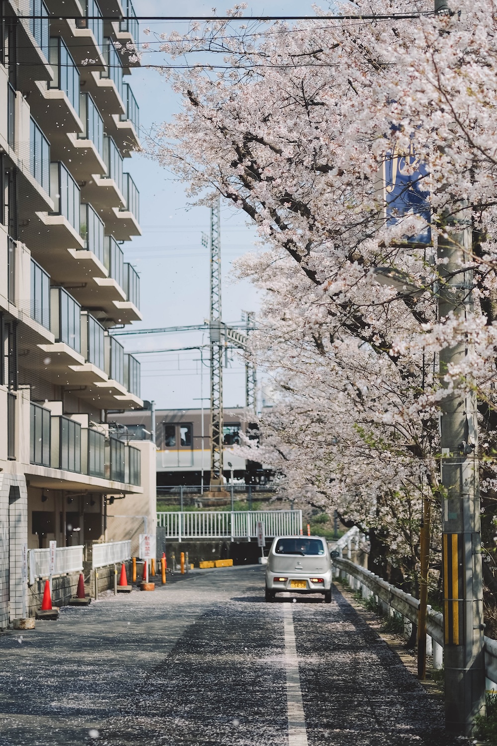 奈良 佐保川 櫻花 景點10