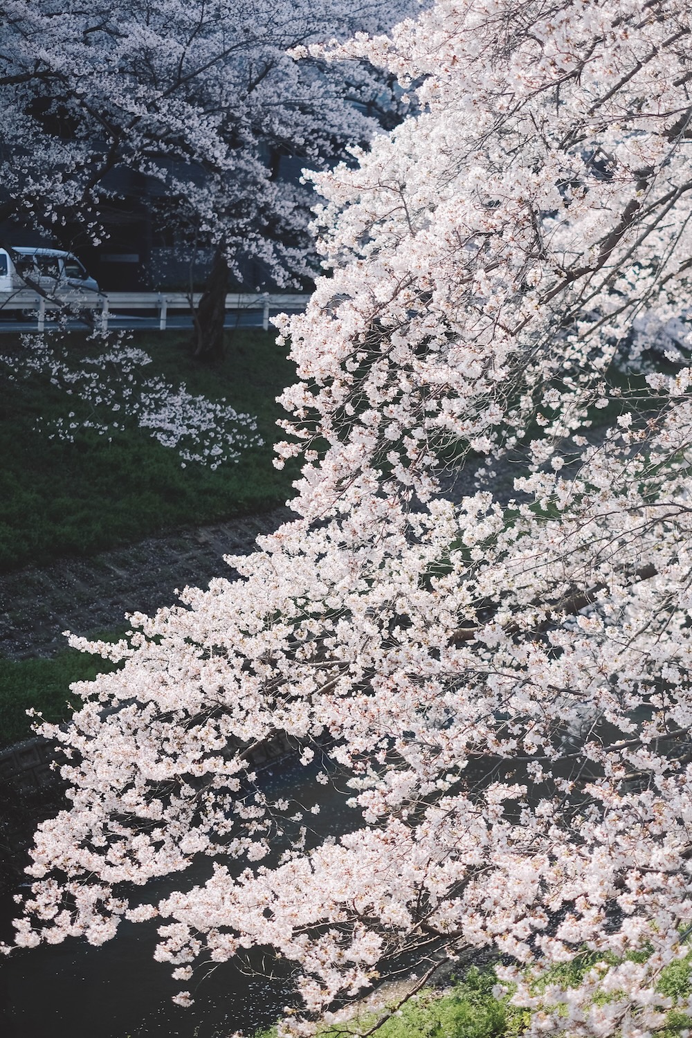 奈良 佐保川 櫻花 景點12