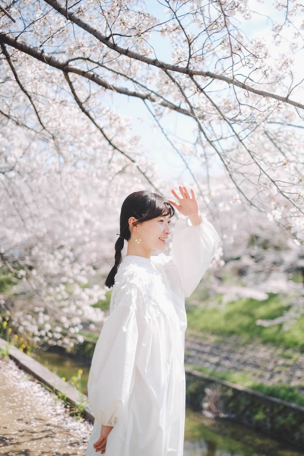 奈良 佐保川 櫻花 景點134