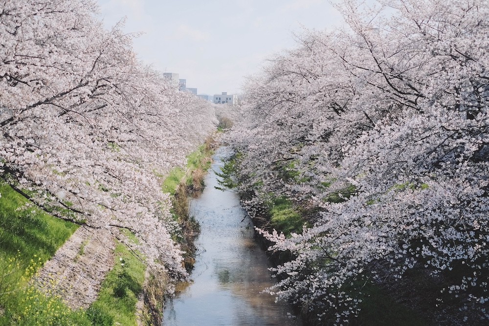 奈良 佐保川 櫻花 景點15