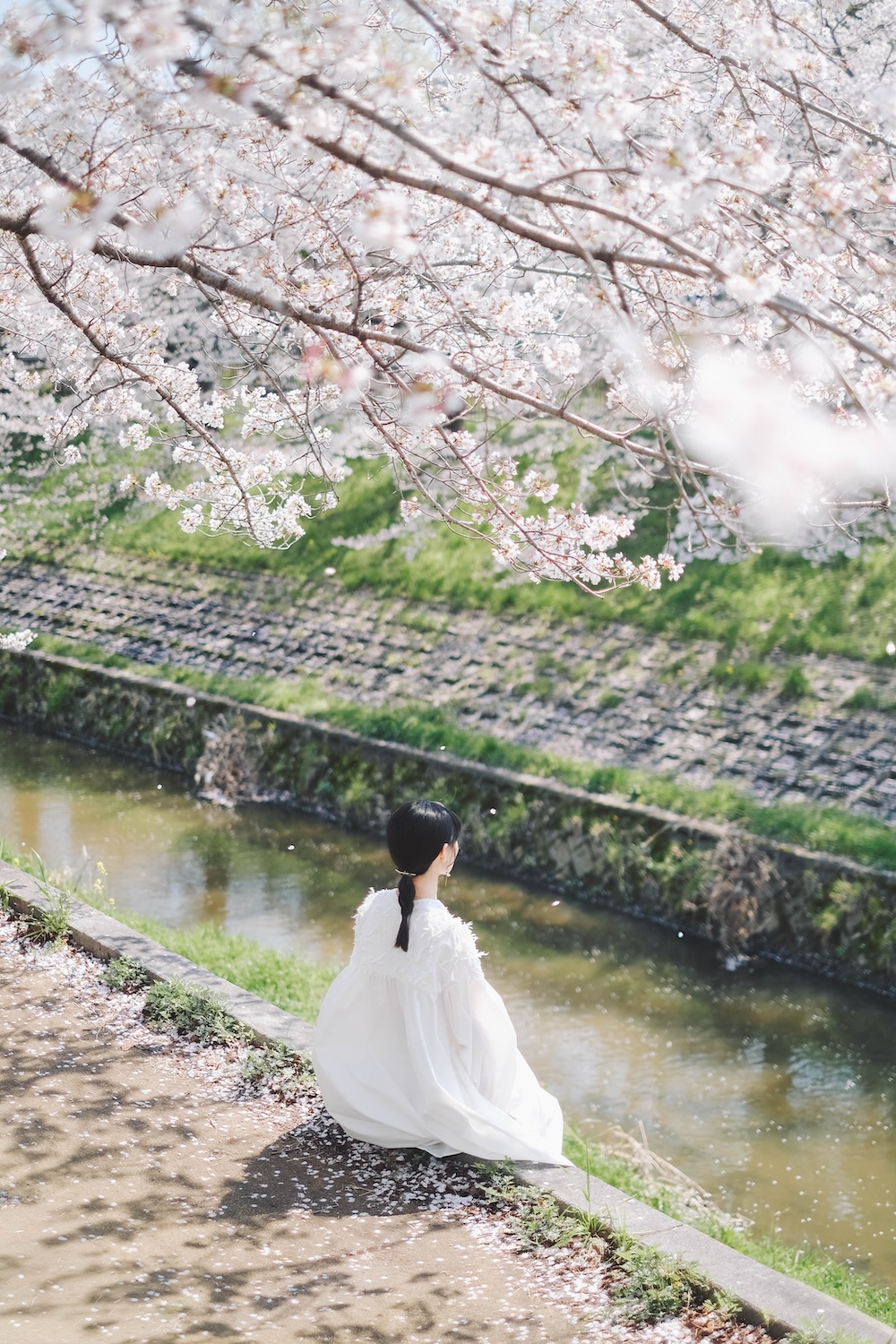 奈良 佐保川 櫻花 景點167