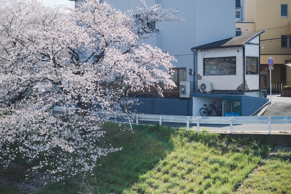 奈良 佐保川 櫻花 景點17