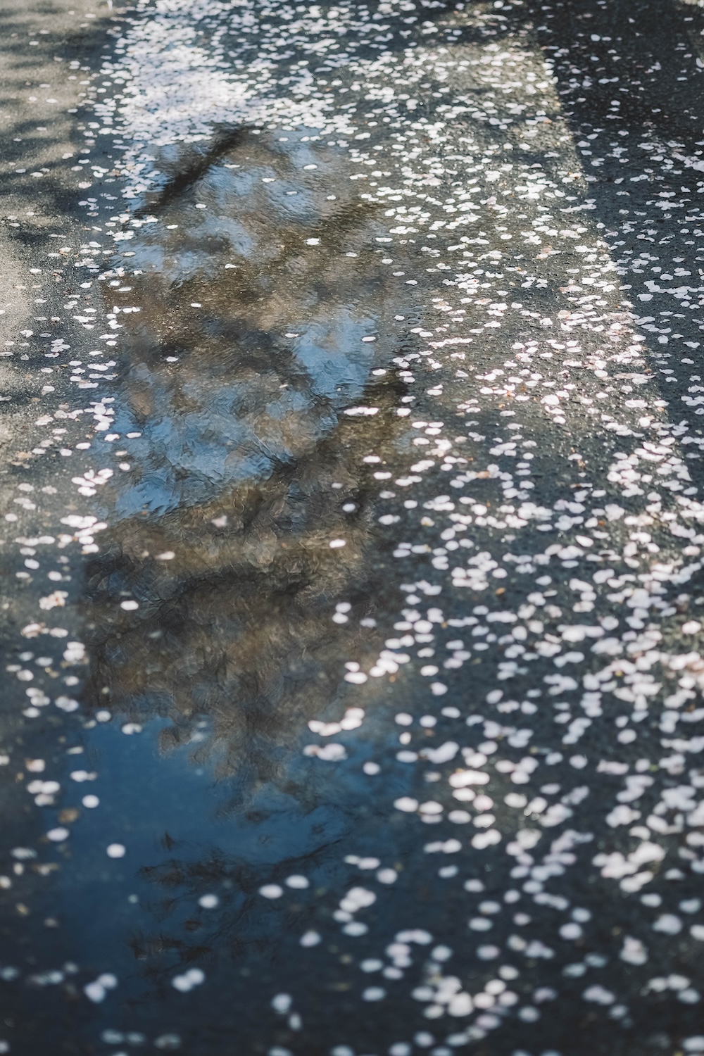 奈良 佐保川 櫻花 景點19