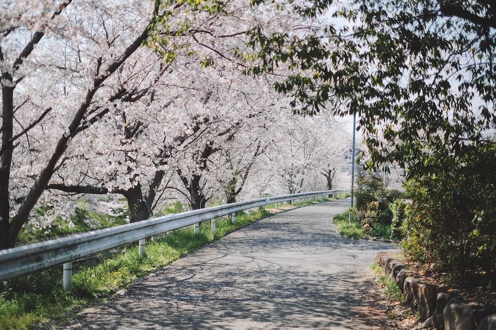 奈良 佐保川 櫻花 景點213