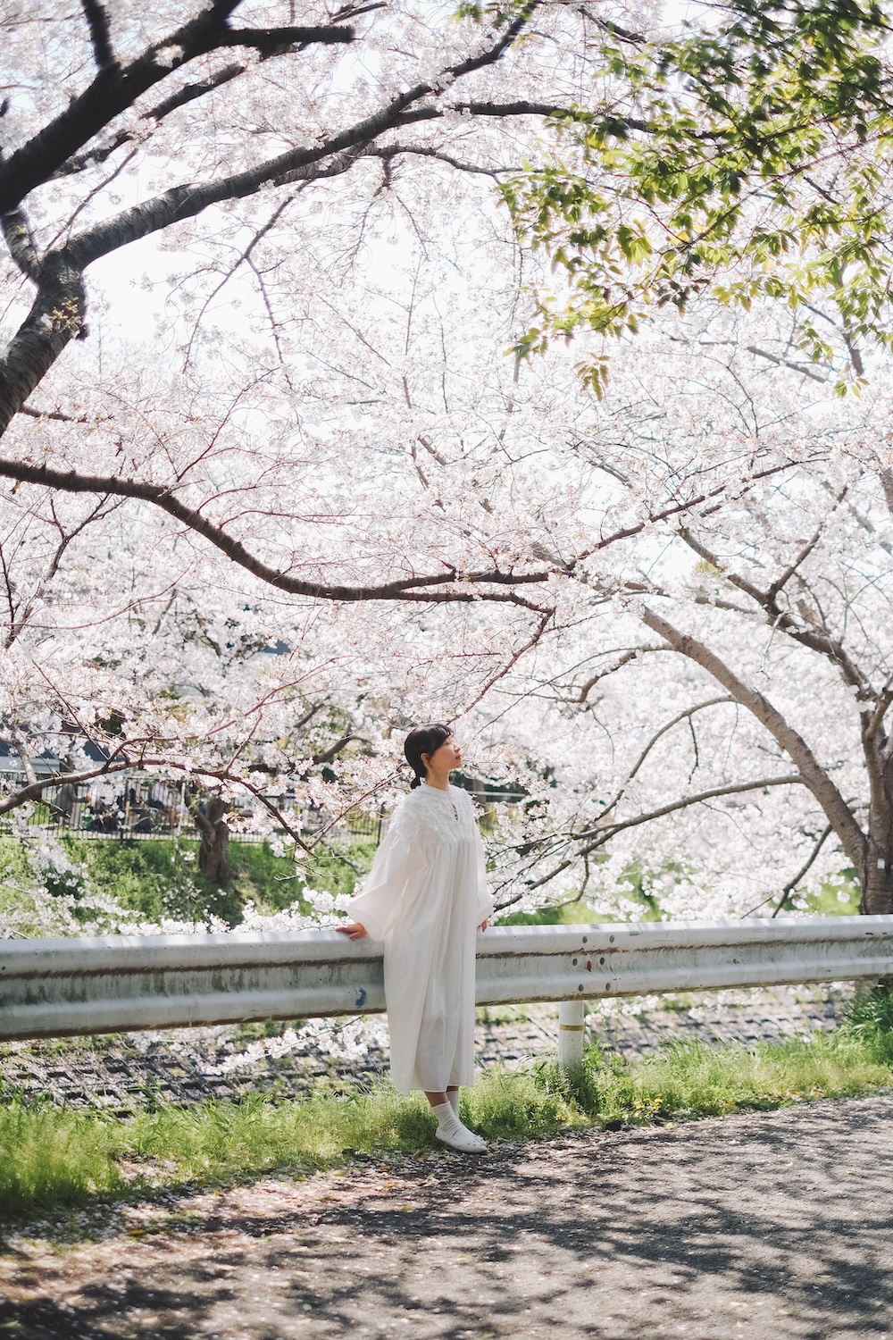 奈良 佐保川 櫻花 景點220