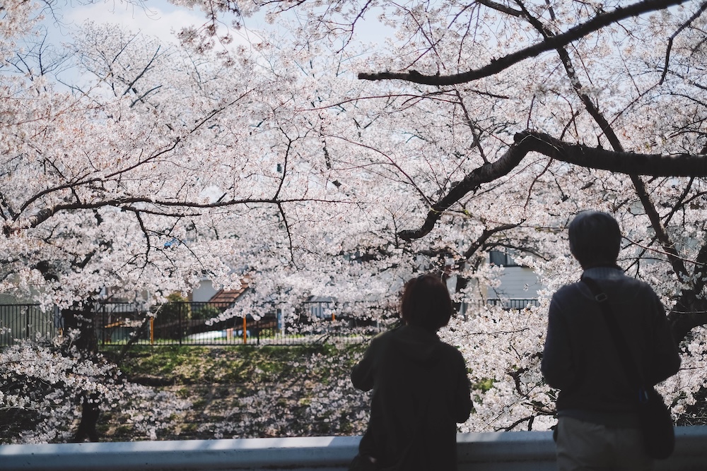 奈良 佐保川 櫻花 景點227