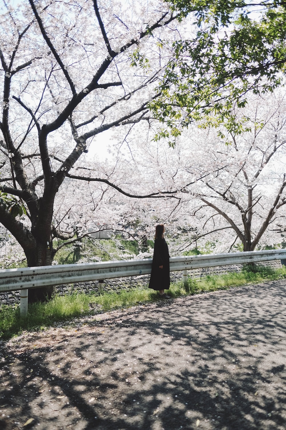 奈良 佐保川 櫻花 景點230