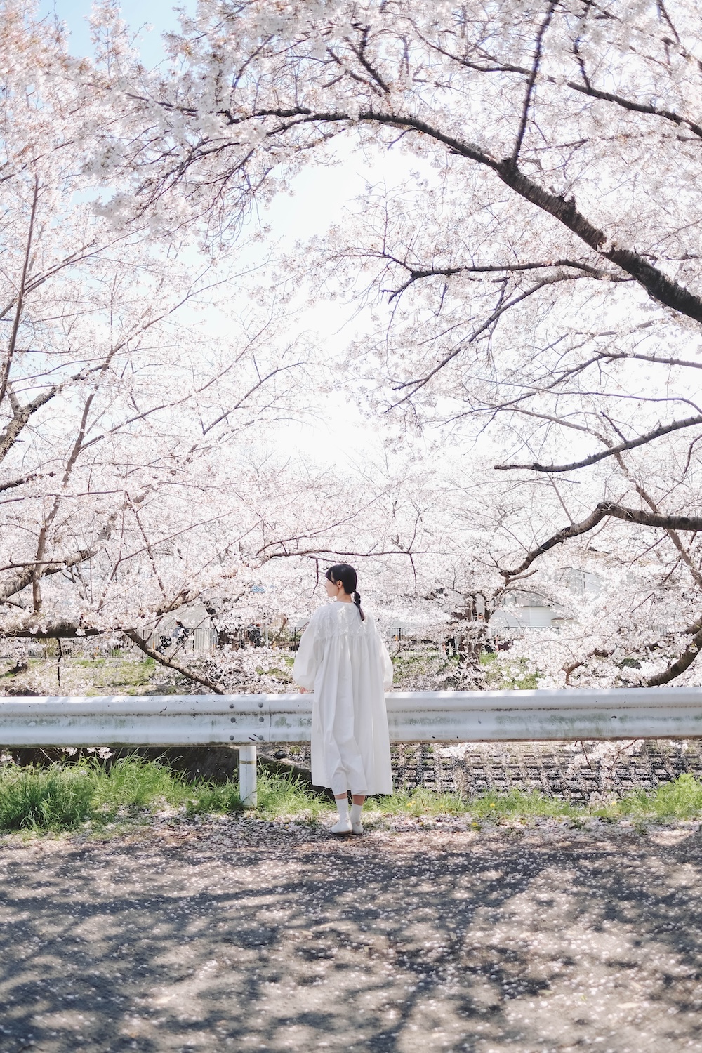 奈良 佐保川 櫻花 景點249