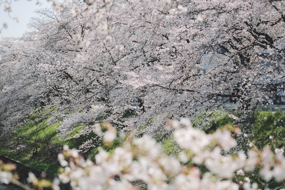 奈良 佐保川 櫻花 景點26