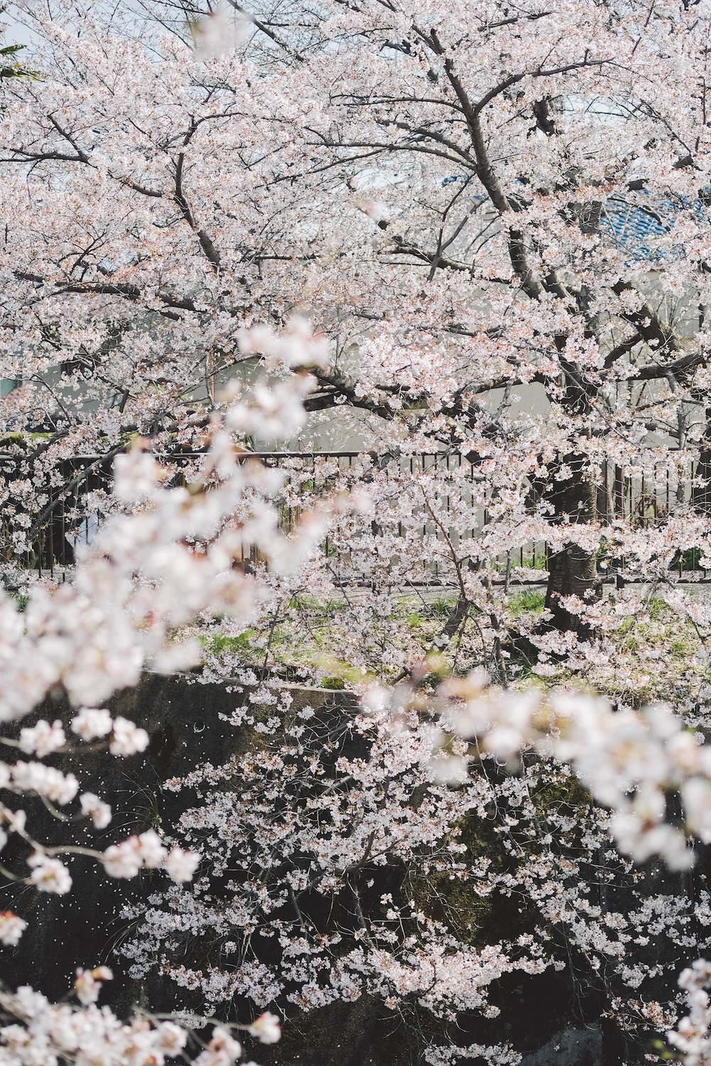 奈良 佐保川 櫻花 景點261