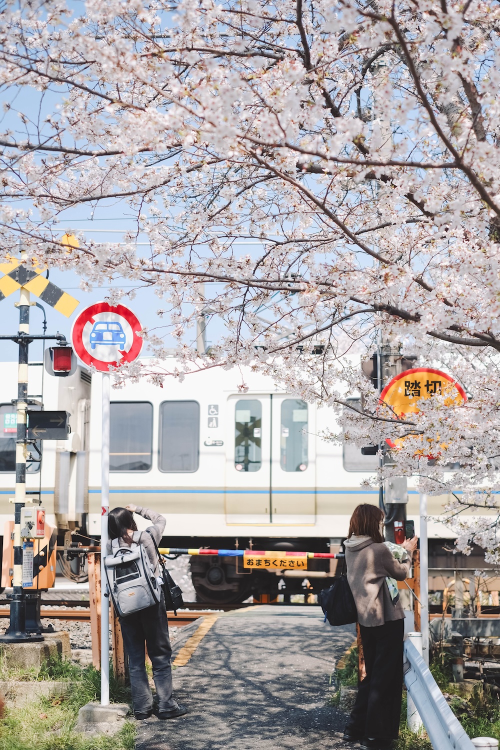 奈良 佐保川 櫻花 景點264