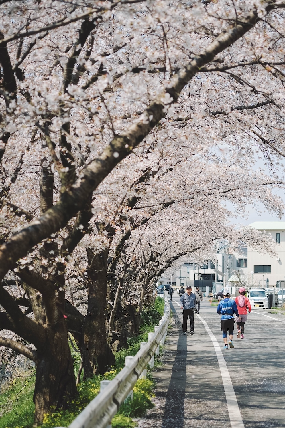 奈良 佐保川 櫻花 景點27
