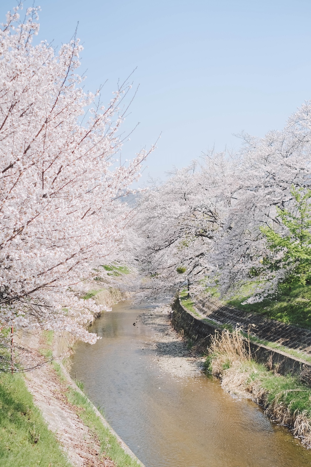 奈良 佐保川 櫻花 景點270
