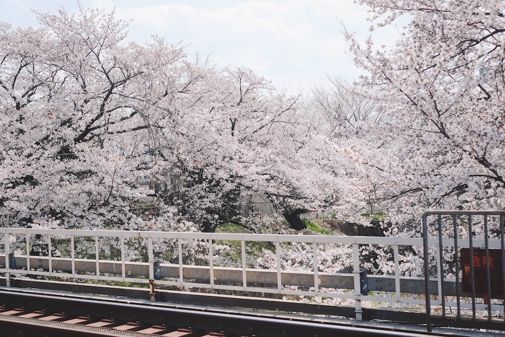 奈良 佐保川 櫻花 景點271