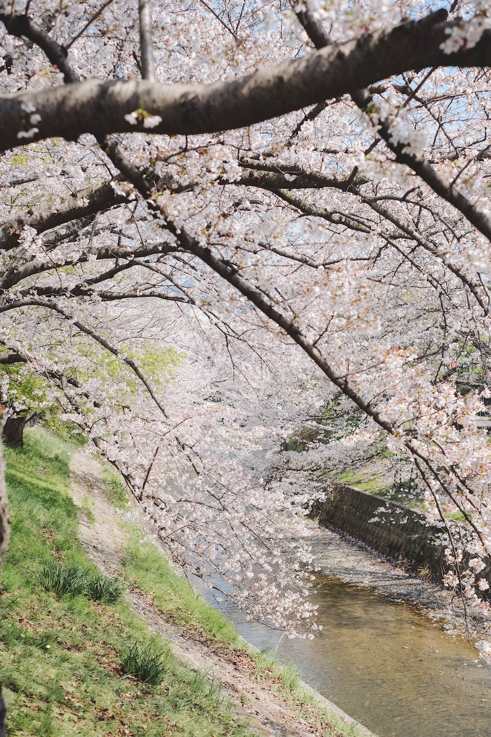 奈良 佐保川 櫻花 景點272
