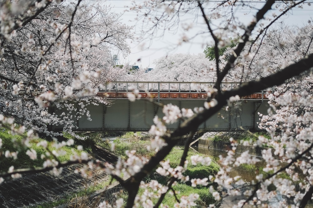奈良 佐保川 櫻花 景點275