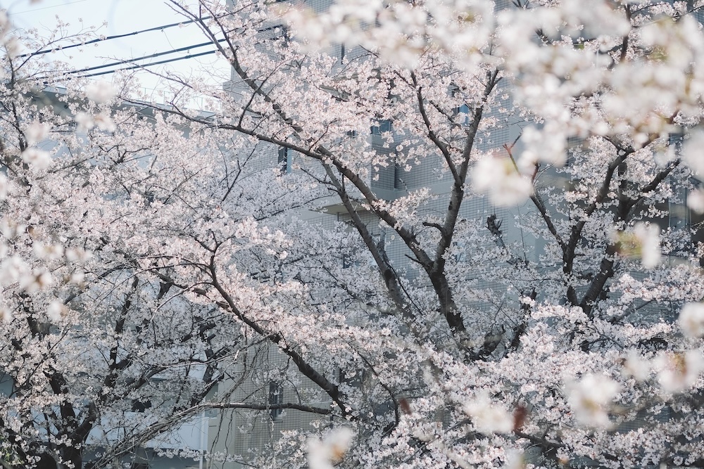 奈良 佐保川 櫻花 景點29