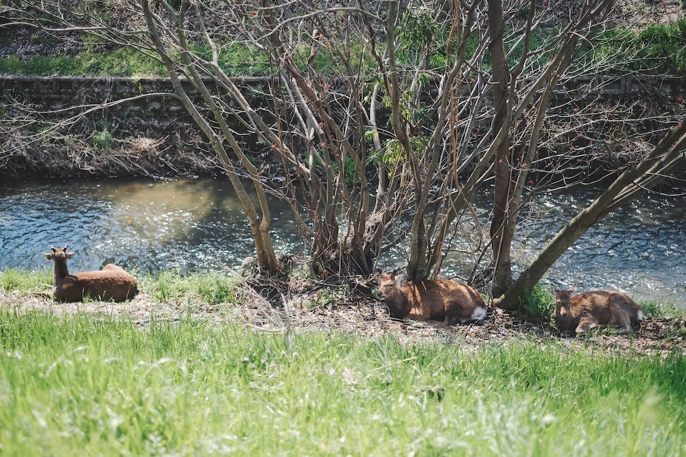 奈良賞櫻景點「佐保川」，沿河岸綻放1,000棵川路櫻