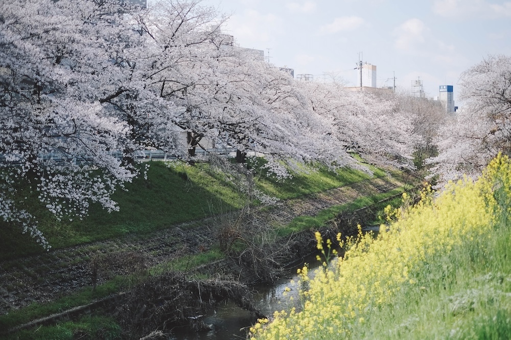 奈良 佐保川 櫻花 景點35