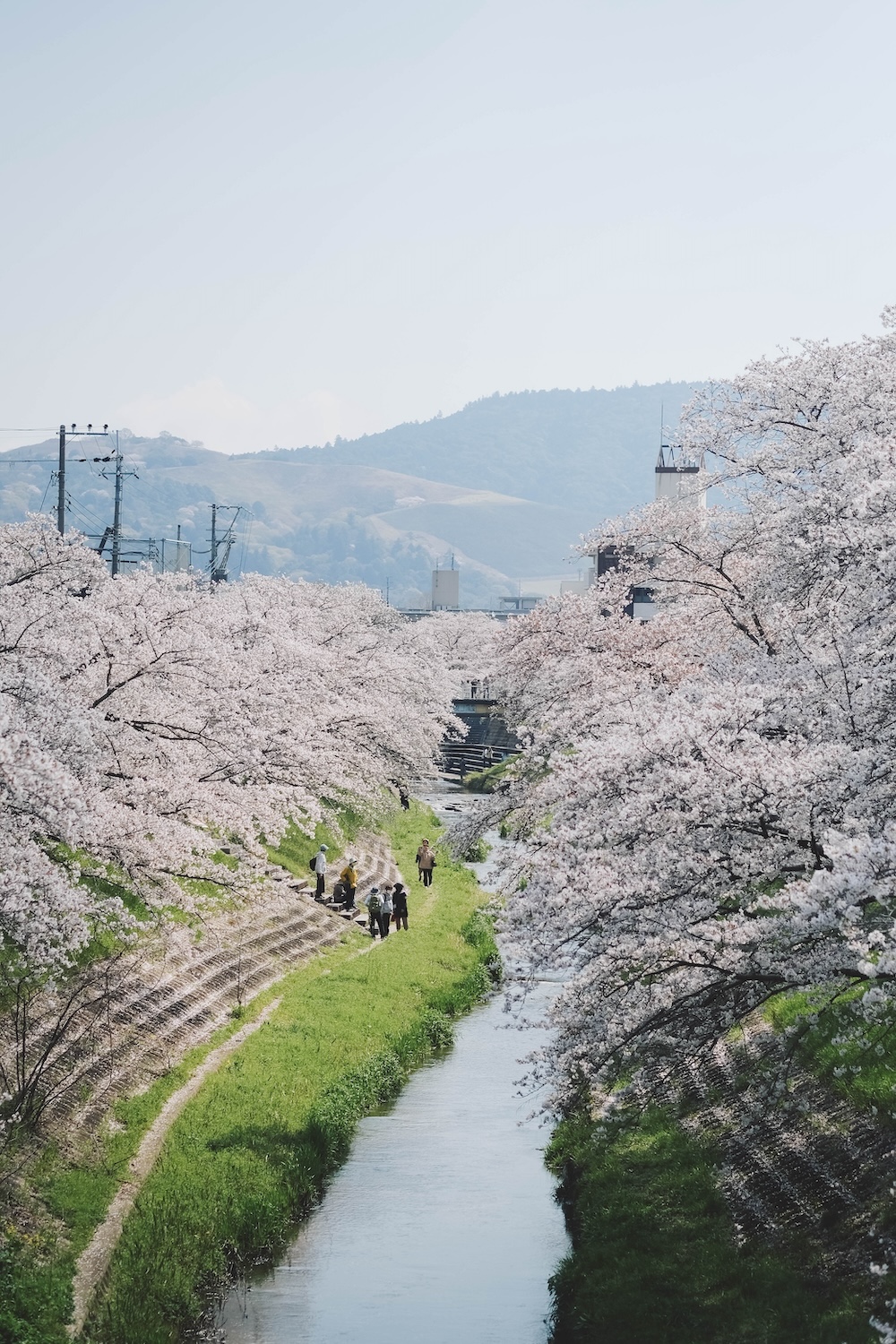 奈良 佐保川 櫻花 景點38