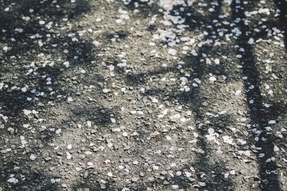 奈良 佐保川 櫻花 景點43