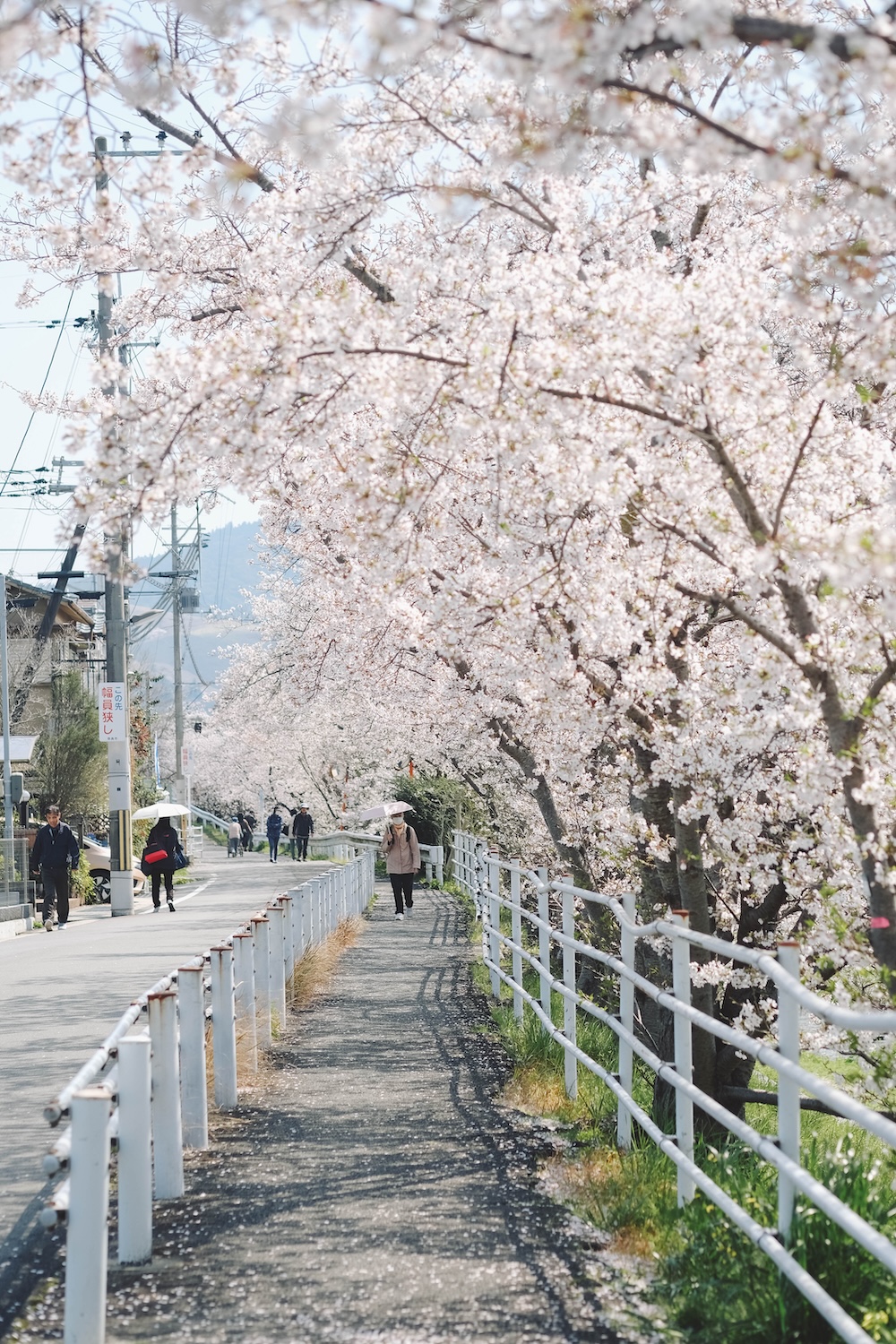 奈良 佐保川 櫻花 景點46
