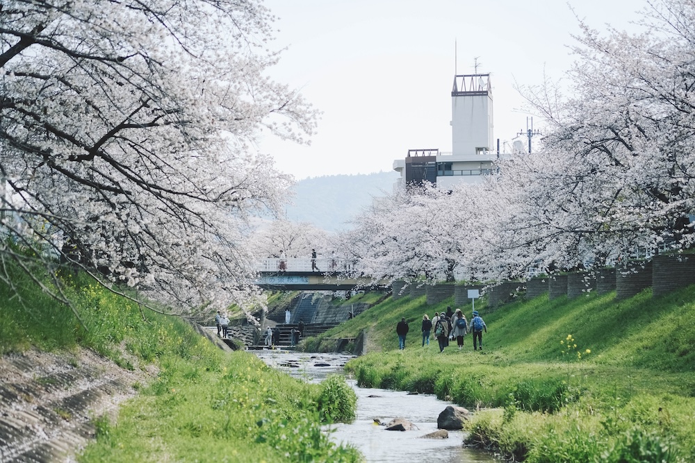 奈良 佐保川 櫻花 景點48