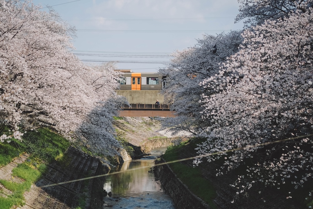 奈良 佐保川 櫻花 景點5