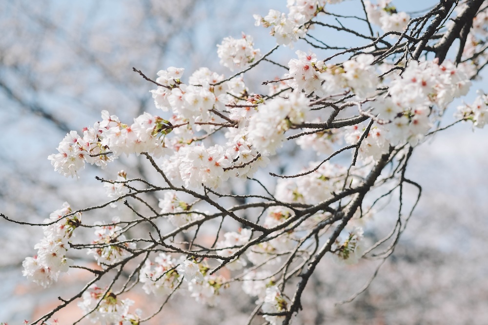 奈良 佐保川 櫻花 景點51