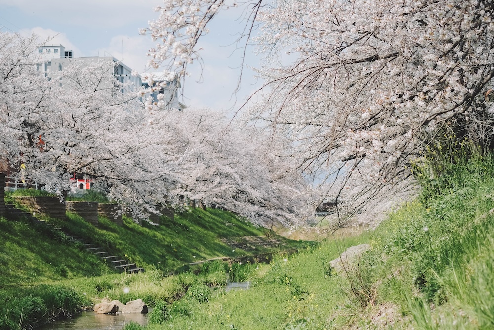 奈良・佐保川櫻花景點 1,000棵川路櫻