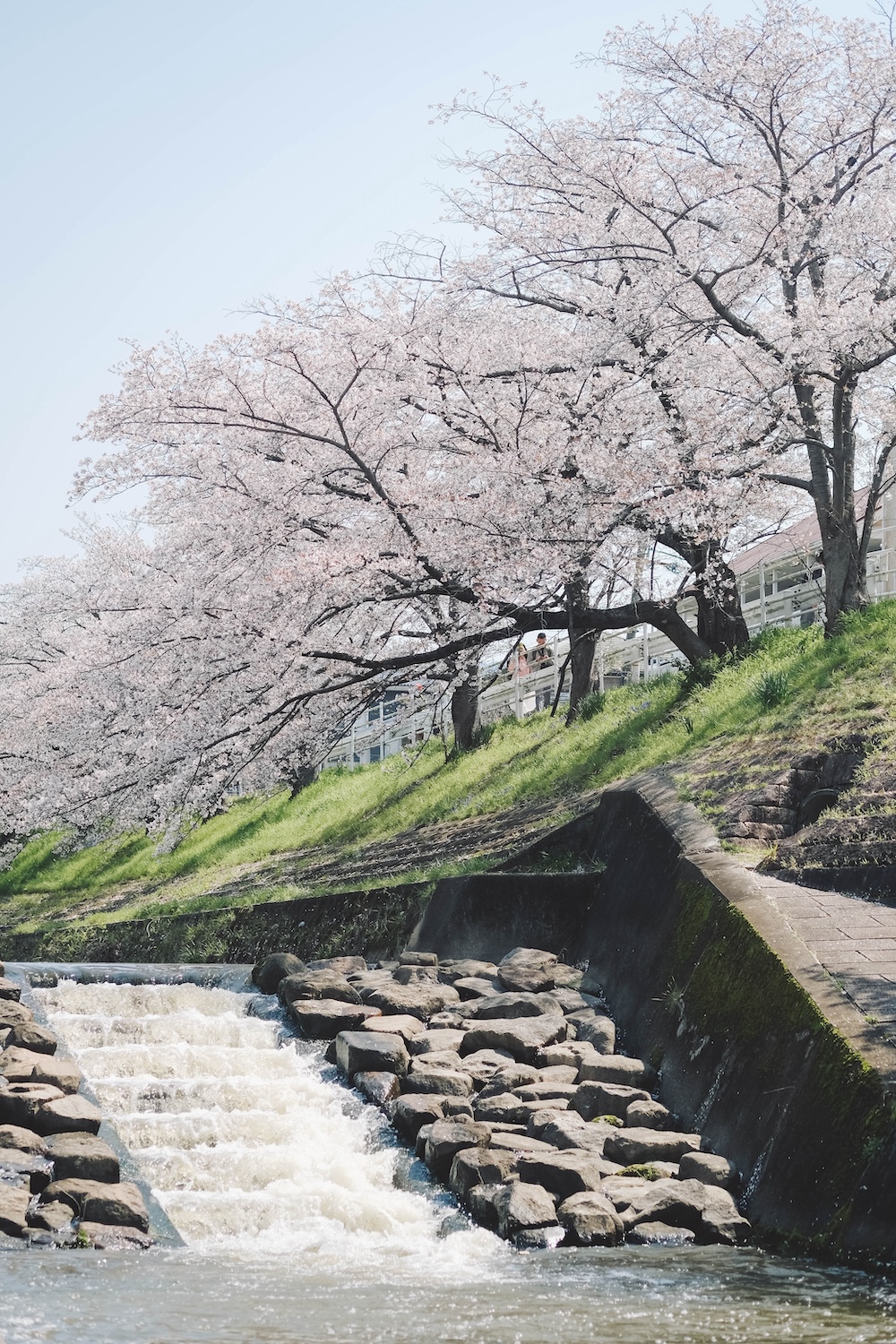 奈良 佐保川 櫻花 景點59