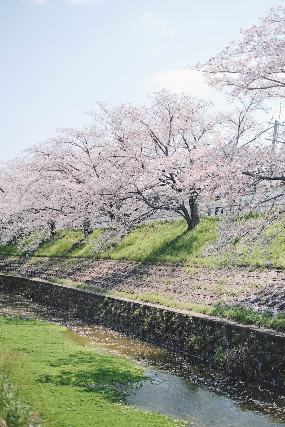奈良 佐保川 櫻花 景點63