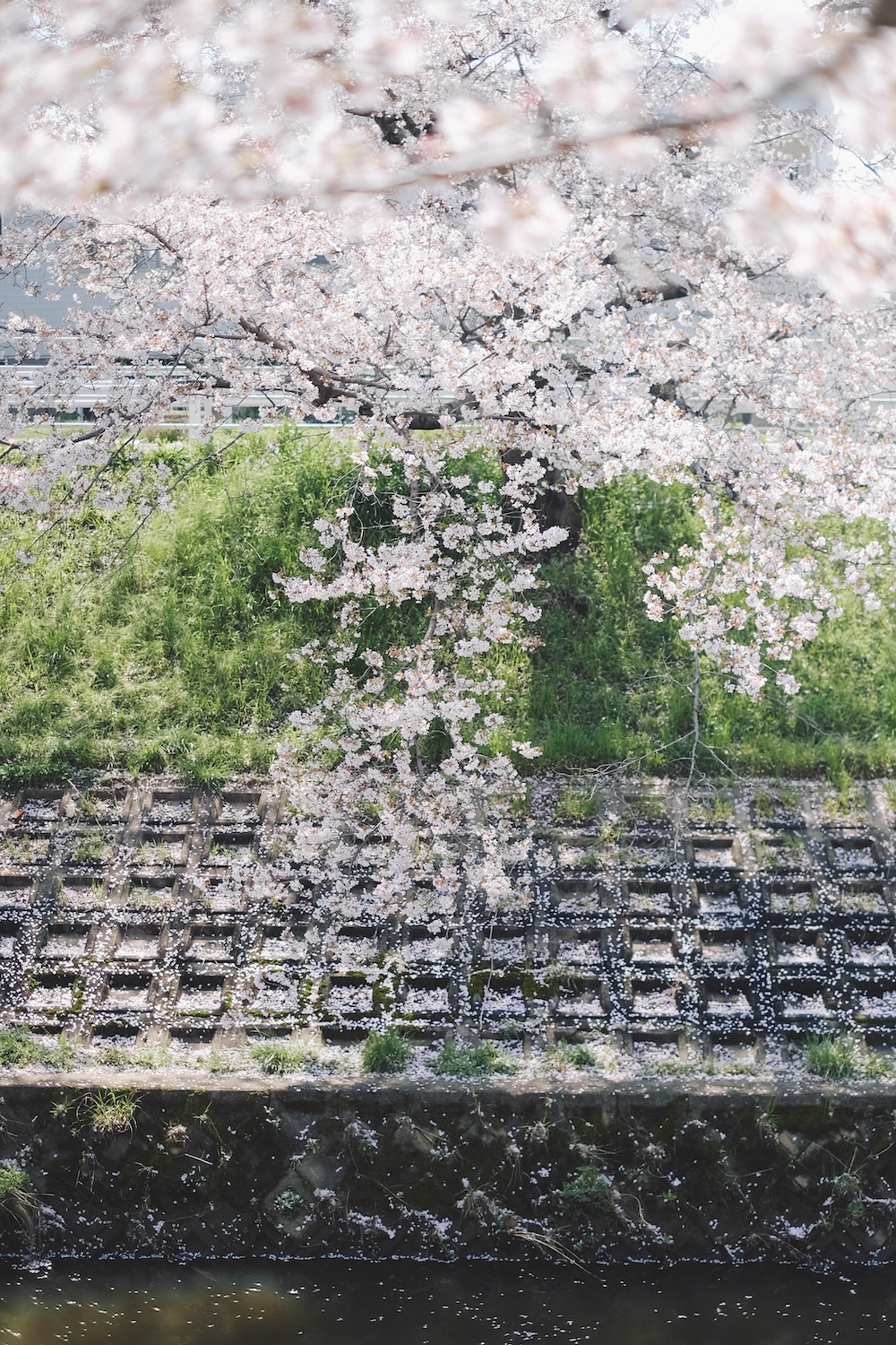 奈良 佐保川 櫻花 景點64