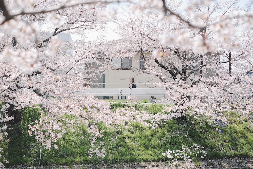 奈良 佐保川 櫻花 景點72