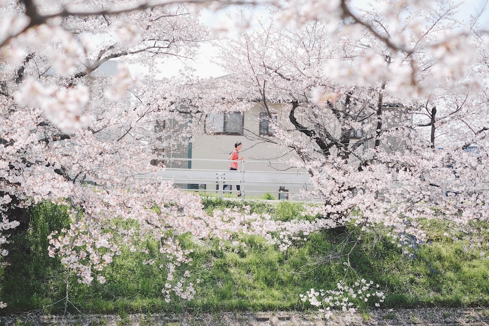 奈良 佐保川 櫻花 景點73