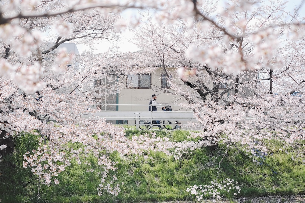 奈良 佐保川 櫻花 景點75